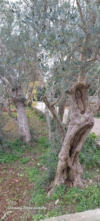 فيلا Vecchia Oliva,Kuljica تشوكييتزا المظهر الخارجي الصورة